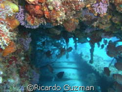Marine life taking full advantage of Crashboat's fallen p... by Ricardo Guzman 